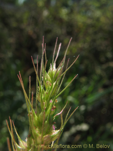 Image of Poaceae sp. #2177 (). Click to enlarge parts of image.