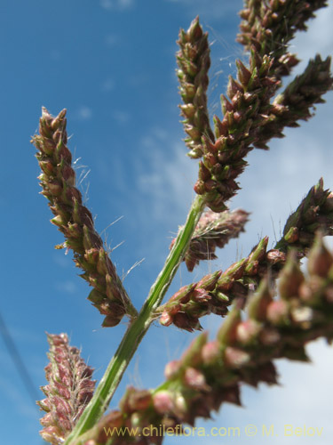 Image of Poaceae sp. #2178 (). Click to enlarge parts of image.