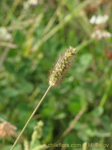 Image of Poaceae sp. #3055 (). Click to enlarge parts of image.