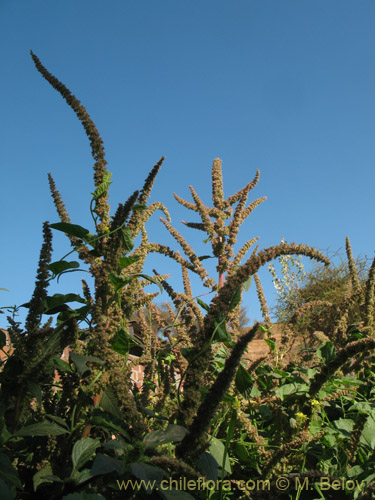Image of Amaranthus retroflexus (Moco de Pavo / Bledo / Penacho). Click to enlarge parts of image.
