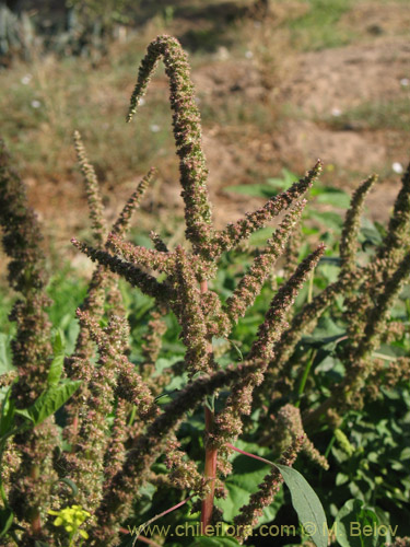 Image of Amaranthus retroflexus (Moco de Pavo / Bledo / Penacho). Click to enlarge parts of image.