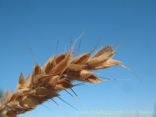 Image of Poaceae sp. #2181 (). Click to enlarge parts of image.