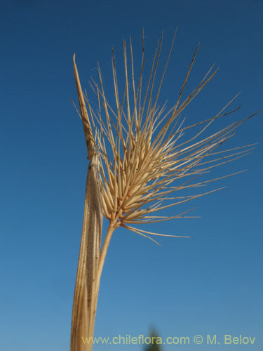 Image of Hordeum sp. #1814 (). Click to enlarge parts of image.