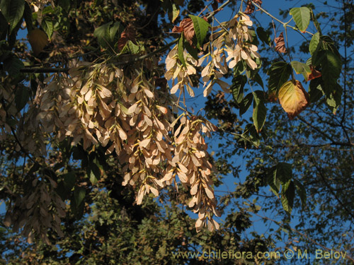 Image of Acer negundo (). Click to enlarge parts of image.