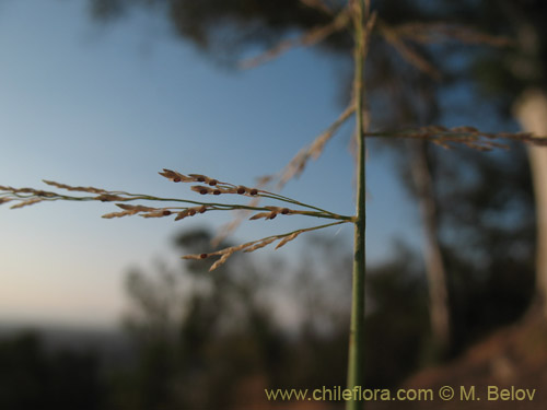 Image of Poaceae sp. #3144 (). Click to enlarge parts of image.