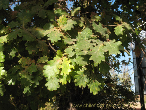 Image of Quercus robur (). Click to enlarge parts of image.