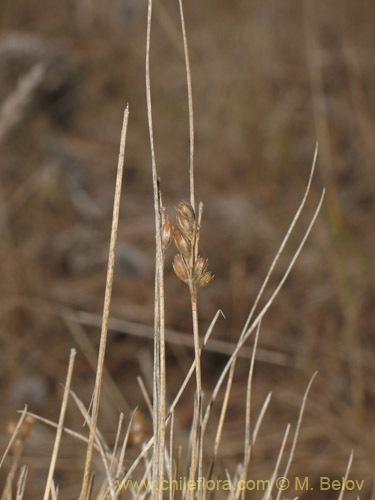 Image of Juncus bufonius (). Click to enlarge parts of image.