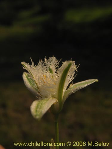 Bild von Trichopetalum plumosum (Flor de la plumilla). Klicken Sie, um den Ausschnitt zu vergrössern.