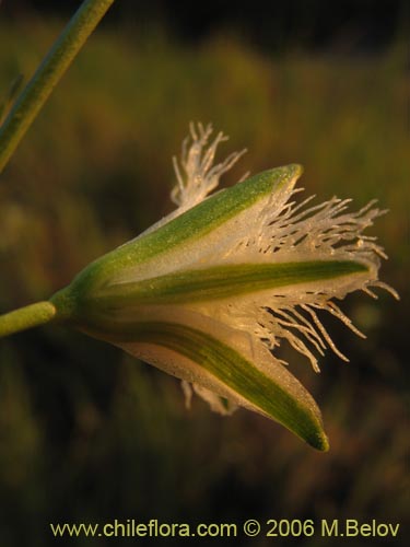 Imágen de Trichopetalum plumosum (Flor de la plumilla). Haga un clic para aumentar parte de imágen.
