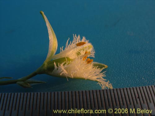 Image of Trichopetalum plumosum (Flor de la plumilla). Click to enlarge parts of image.