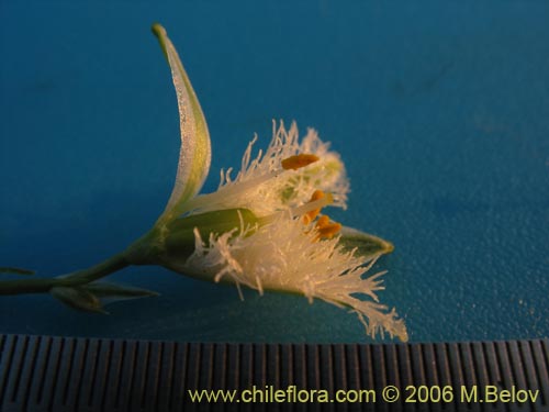 Image of Trichopetalum plumosum (Flor de la plumilla). Click to enlarge parts of image.