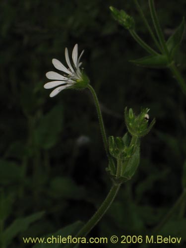 Image of Stellaria chilensis (quilloiquilloi). Click to enlarge parts of image.