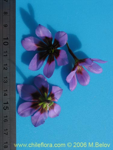 Image of Leucocoryne purpurea (). Click to enlarge parts of image.