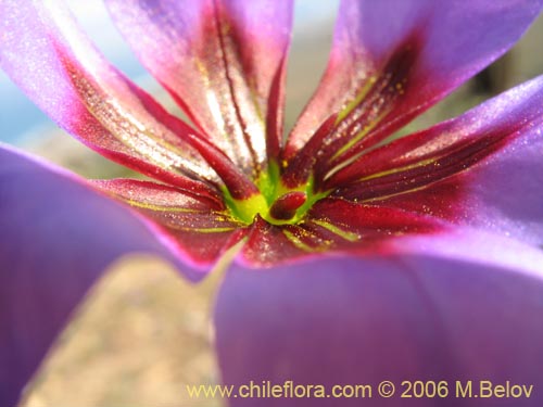 Bild von Leucocoryne purpurea (). Klicken Sie, um den Ausschnitt zu vergrössern.
