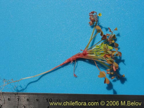Oxalis micranthaの写真