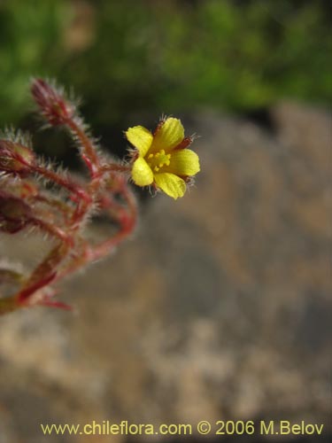 Image of Oxalis micrantha (). Click to enlarge parts of image.