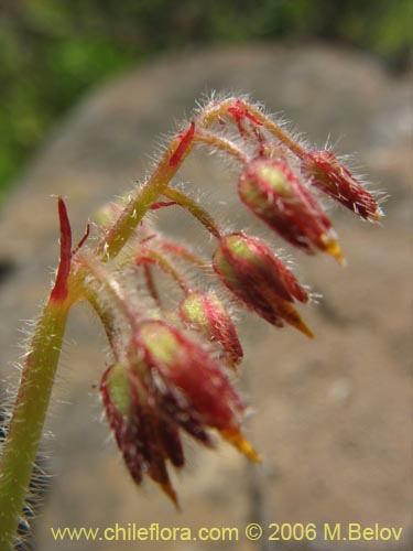 Oxalis micrantha의 사진