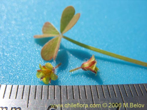 Oxalis micrantha的照片