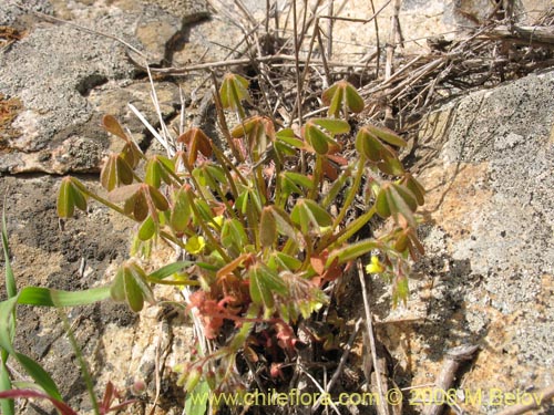 Oxalis micranthaの写真