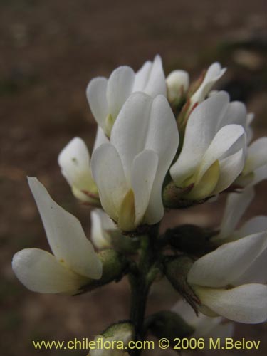 Image of Astragalus sp. #1596 (). Click to enlarge parts of image.