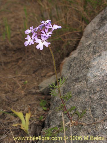 Image of Verbena sp. #3075 (). Click to enlarge parts of image.