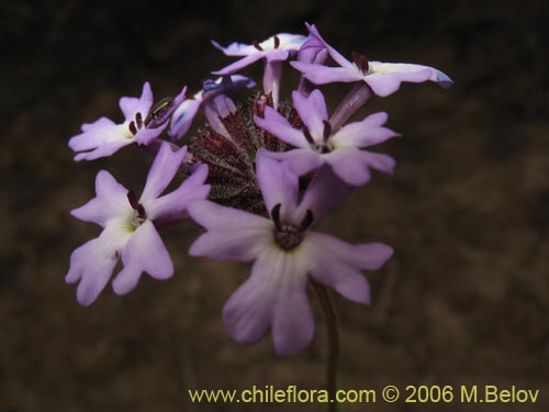 Image of Verbena sp. #3075 (). Click to enlarge parts of image.