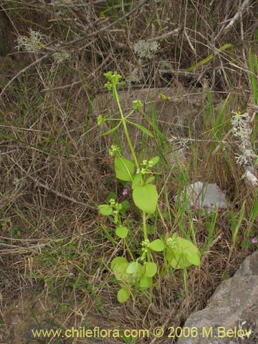 Image of Unidentified Plant sp. #2381 (). Click to enlarge parts of image.