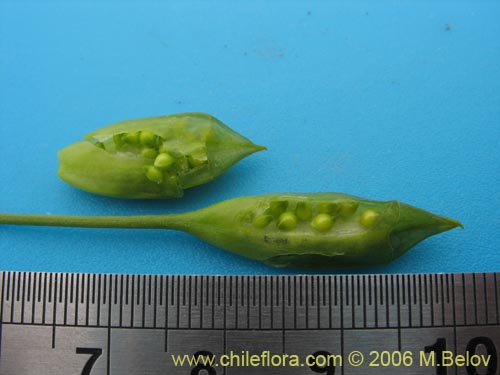 Image of Tecophilaea violiflora (). Click to enlarge parts of image.