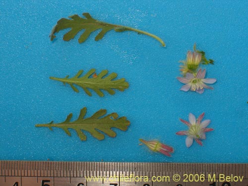 Image of Malesherbia multiflora (). Click to enlarge parts of image.