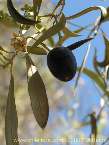 Image of Olea europaea (Olivo). Click to enlarge parts of image.