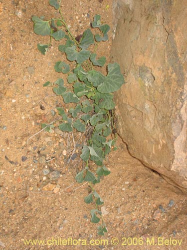 Image of Aristolochia chilensis (Oreja de zorro / Hierba de la Virgen Maria). Click to enlarge parts of image.