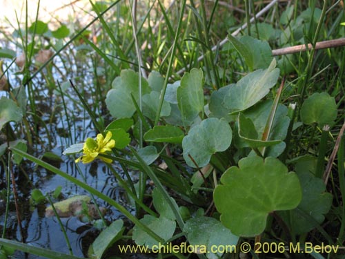 Ranunculus cymbalariaの写真