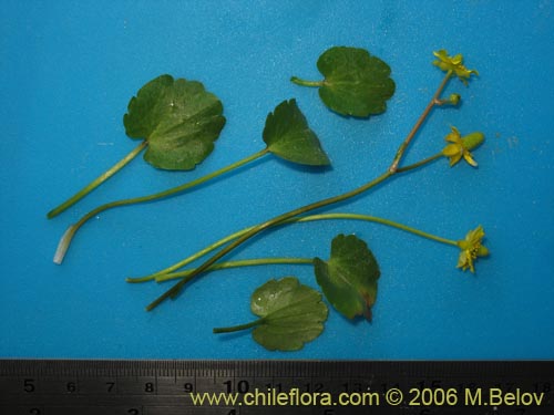 Image of Ranunculus cymbalaria (Oreja de gato / BotÃ³n de oro). Click to enlarge parts of image.