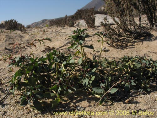 Image of Euphorbia thinophila (). Click to enlarge parts of image.