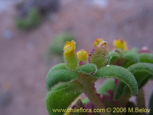 Image of Tetragonia sp. #2386 (). Click to enlarge parts of image.