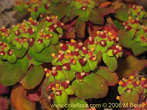 Image of Tetragonia sp. #2386 (). Click to enlarge parts of image.