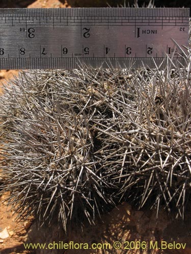 Image of Copiapoa fiedleriana (). Click to enlarge parts of image.
