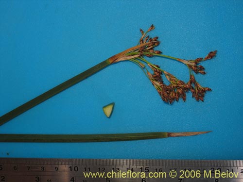 Image of Juncus sp. #1508 (). Click to enlarge parts of image.