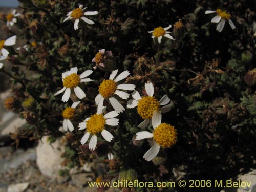 Image of Asteraceae sp. #2389 (). Click to enlarge parts of image.