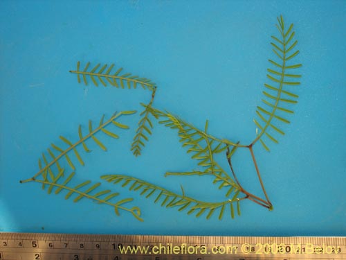 Image of Prosopis flexuosa (). Click to enlarge parts of image.