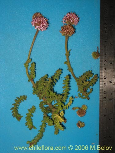 Image of Polyachyrus sp. #1609 (). Click to enlarge parts of image.