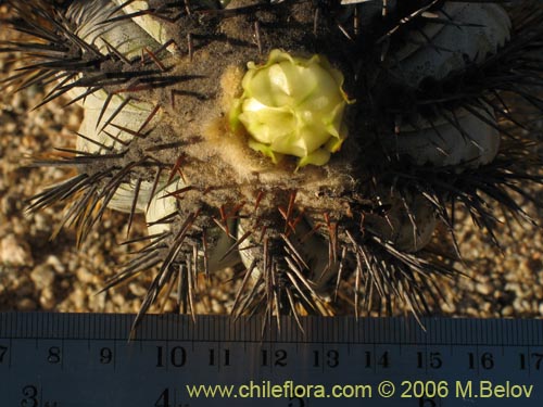 Image of Copiapoa calderana ssp. calderana (). Click to enlarge parts of image.