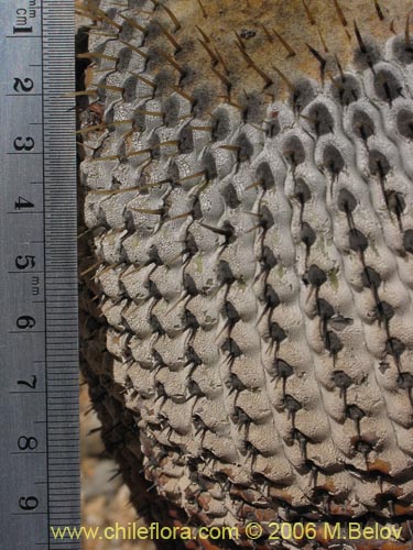 Image of Copiapoa cinerea ssp. columna-alba (). Click to enlarge parts of image.