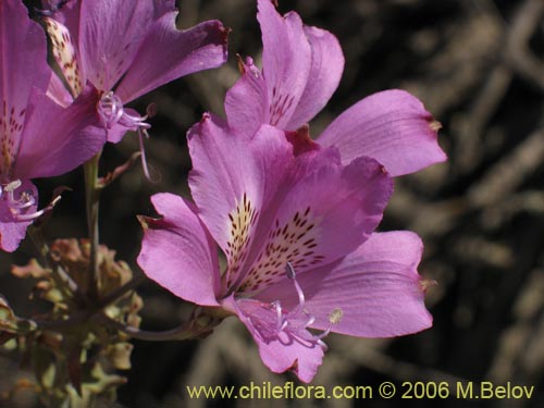 Image of Alstroemeria violacea (Lirio del campo). Click to enlarge parts of image.