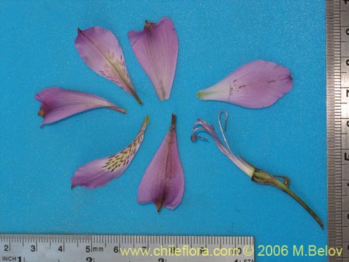 Image of Alstroemeria violacea (Lirio del campo). Click to enlarge parts of image.