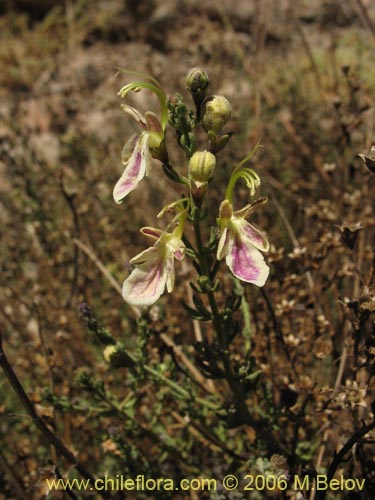 Image of Teucrium bicolor var. paposana (). Click to enlarge parts of image.