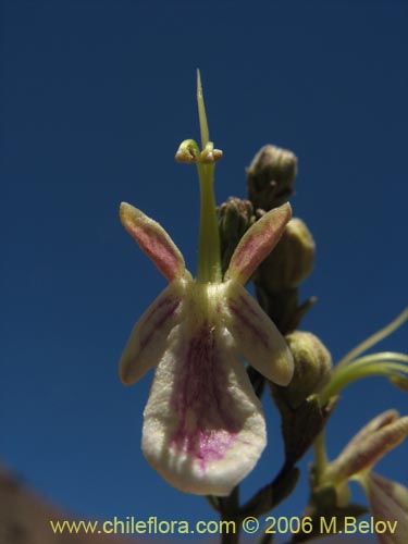 Image of Teucrium bicolor var. paposana (). Click to enlarge parts of image.