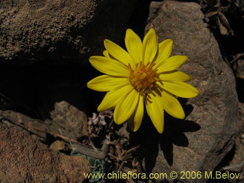 Image of Chaetanthera glabrata (Chinita). Click to enlarge parts of image.