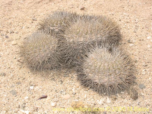 Image of Copiapoa serpentisculata (Cactus de la serpiente). Click to enlarge parts of image.
