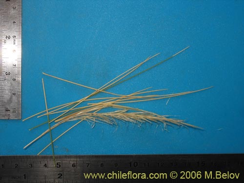 Image of Poaceae sp. #1854 (). Click to enlarge parts of image.